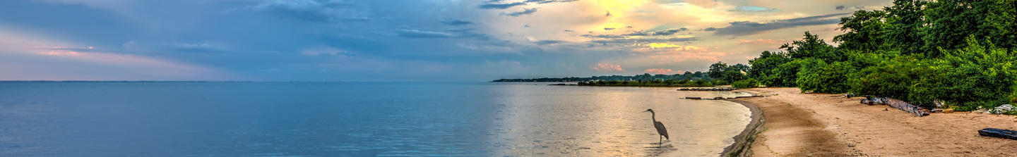 A section of Maryland shoreline with lush vegetation along the beach and a heron wading in the shallow water